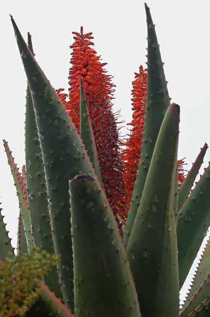 Flat-flowered Aloe